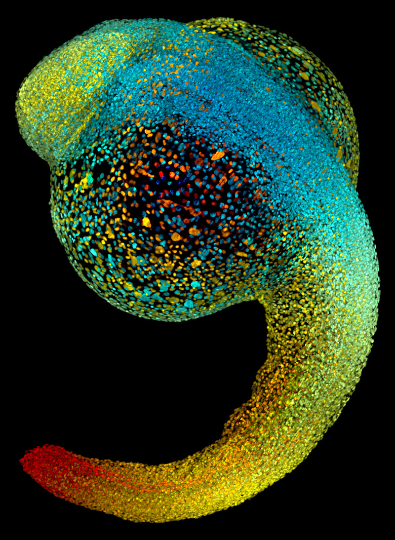 Illustration for article titled The Astounding And Horrific World As Seen Under A Microscope